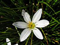 Zephyranthes Atamasco (fam Amaryllidacees) (Am. du nord) (3) (Photo F. Mrugala)